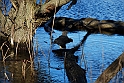 Lago Piccolo di Avigliana ghiacciato_038